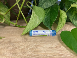 Rumex crispus 30C
