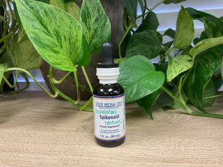 Spikenard 1 ounce